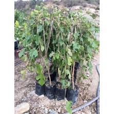 Tüplü 2 Yaş Ters(Paraşüt) Dut Fidanı