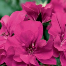 Bilgarden Sarkıcı Grandeur Ivy Magenta Sakız Sardunya Fidesi (1 Fide)