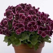 Bilgarden Aristo Black Beauty Sardunya Çiçeği Fidesi (1  Fide)