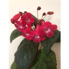 Bilgarden Özel Tür Ni's Kiira Kohleria Japon Küpelisi Çiçeği Fidesi (Mini Pot)