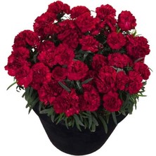 Bilgarden Sweet Pleasure Dark Red Karanfil Çiçeği Fidesi (2 Fide)