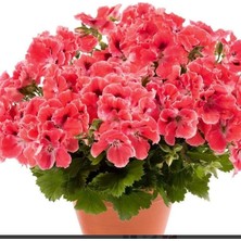 Bilgarden Aristo Orange Sardunya Canan Çiçeği Fidesi (1 Fide)