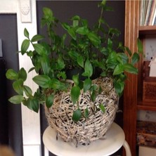 Bilgarden Tradescantia Albiflora Telgraf Çiçeği Fidesi (3 Fide)