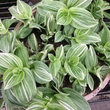 Bilgarden Yeşil Beyaz Multi Renkli Albiflora Telgraf Çiçeği 9 Luk Saksıda