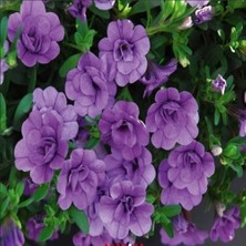 Katmerli Calita Double Sku Blue Milyonlar Çanı Calibrochoa Çiçeği Fidesi (1 Adet)