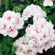 Anamur Naturel Grandeur Ivy White Sakız Sardunya Fidesi (1 Adet)