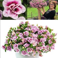 Anamur Naturel Calita Katmerli Double Pink Bicolor Milyonlar Çanı Calibrochoa Çiçeği Fidesi (10 Adet)