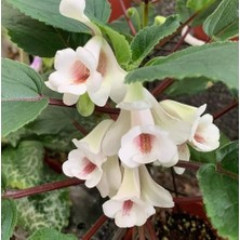 Hcy's Sherbet Lemon Sinningia Çiiçeği Çiçeği Fidesi (Mini Saksıda)