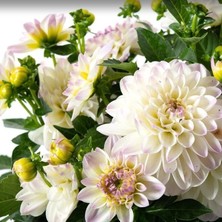 Anamur Naturel Katmerli İri Çiçekli Power White Lilac Yıldız Dahlia Çiçeği Fidesi (10 Adet)