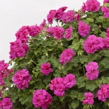 Anamur Naturel Grandeur Ivy Violet Sakız Sardunya Fidesi (1 Adet)