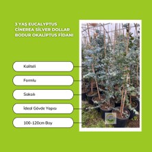 Fidan Sepetim 3 Yaş Eucalyptus Cinerea Silver Dollar Bodur Okaliptus Fidanı