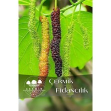 Çermik Fidancılık Pakistan Şah Dut Fidanı 3 Yaş