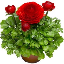 The Best Online  Kırmızı Şakayık Çiçeği