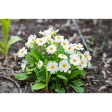 TNC Garden Groups Çuha Çiçeği Primula 50 Adet