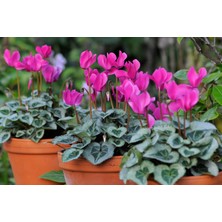 TNC Garden Groups Pembe Çiçekli Sıklamen Çiçeği 5 Adet