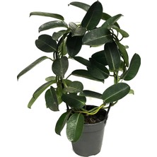 Betonish Stephanotis Floribunda (Madagaskar Yasemini)