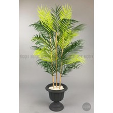 Biçiçek 125 cm  Areka Ağacı 24 Yapraklı Nergiz Saksıda