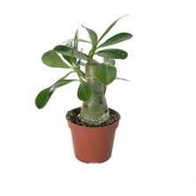 Betonish Adenium obesum (Çöl Gülü)