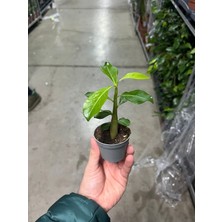 Betonish Adenium obesum (Çöl Gülü)