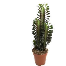 Betonish Euphorbia Trigona 'Rubra' (Süt Ağacı)