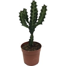 Betonish Euphorbia Trigona (Süt Ağacı)