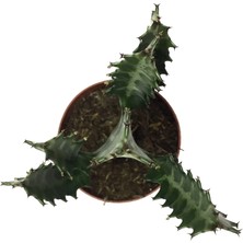 Betonish Euphorbia Trigona (Süt Ağacı)