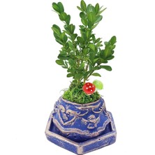 Çiçek Seli Bonsai Buxus Angel Mavi Beton Saksıda & Bonsai Ağacı Ic Mekan Bitkileri Canlı Çiçek Hediye