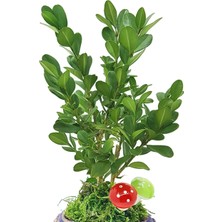 Çiçek Seli Bonsai Buxus Angel Mavi Beton Saksıda & Bonsai Ağacı Ic Mekan Bitkileri Canlı Çiçek Hediye