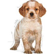 Royal Canin Medium Puppy Köpek Maması - 4 Kg