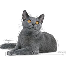 Royal Canin Oral Care Kedi Maması - 1,5 Kg