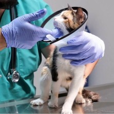 25 cm Dikişli Kedi Köpek Yakalığı Şeffaf Yakalık