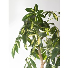 Bitkim Sende Videolu Şeflera Bitkisi (110 120 Cm)1 Adet Dekarasyon Ev ve Ofis Bitkisi Schefflera