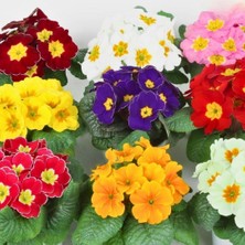 Tohumevi Çuha Çiçeği Tohumu - Primula Acaulis Mix (20 Tohum)