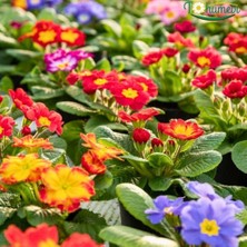 Tohumevi Çuha Çiçeği Tohumu - Primula Acaulis Mix (20 Tohum)