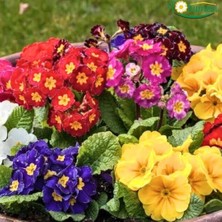 Tohumevi Çuha Çiçeği Tohumu - Primula Acaulis Mix (20 Tohum)