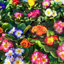 Tohumevi Çuha Çiçeği Tohumu - Primula Acaulis Mix (20 Tohum)