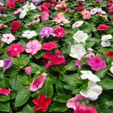 Vinca Rosea Pacifica Tohumu - Rozet Çiçeği (30 Tohum)