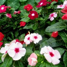 Vinca Rosea Pacifica Tohumu - Rozet Çiçeği (30 Tohum)