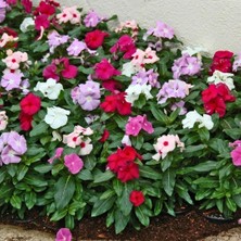 Vinca Rosea Pacifica Tohumu - Rozet Çiçeği (30 Tohum)