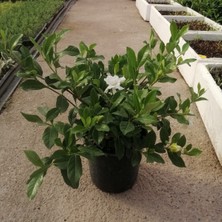 Fidan Sepetim Gardenia Jasminoides Gardenya Çiçeği