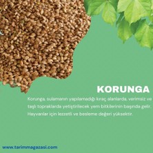 Ankomer Korunga Tohumu 1 kg