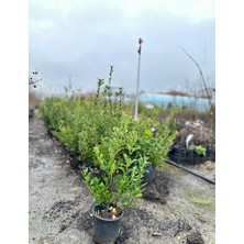 Yaprak Dökmeyen Yeşil Taflan 50 cm