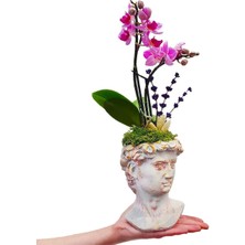 Çiçek Seli Helen Saksıda Lavanta ve David Saksıda Mini Orkide Phalaenopsis Ev Dekorasyonu Canlı Çiçek