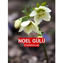 Canlı Noel Gülü - Helleborus - Danakıran Çiçeği - Bohça Otu - 1 Adet Tüplü 30-40 cm