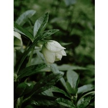 Canlı Noel Gülü - Helleborus - Danakıran Çiçeği - Bohça Otu - 1 Adet Tüplü 30-40 cm