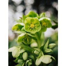 Canlı Noel Gülü - Helleborus - Danakıran Çiçeği - Bohça Otu - 1 Adet Tüplü 30-40 cm