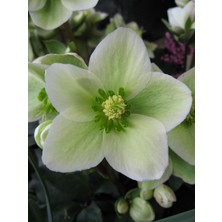 Canlı Noel Gülü - Helleborus - Danakıran Çiçeği - Bohça Otu - 1 Adet Tüplü 30-40 cm