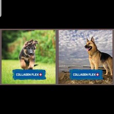 Collagen Flex Profesyonel 150 ml Kedi , Köpek ve Evcil Hayvan Deri ve Tüy  Mantar Bakım Spreyi.