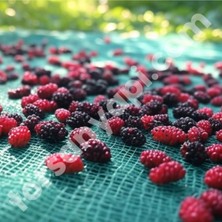 Torsan Dut Toplama Filesi – Yüzde 75Lik – Yeşil – Düz - 1.5 Metre x 11 Metre