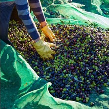 Torsan Zeytin Toplama Filesi – Sergenlik – Yüzde 75 Lik Yeşil – Tüm Ebatlar - 6 Metre x 17 Metre